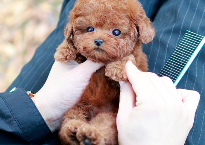 TOY POODLE YAVRULARIM